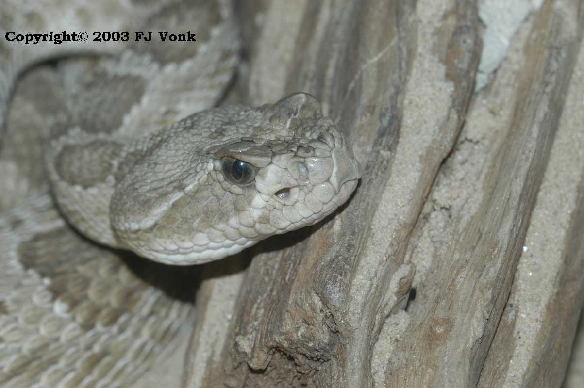 Crotalus viridis oreganus.jpg [71 Kb]